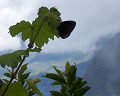 Cliquez ici pour voir l'image (run08206.jpg)