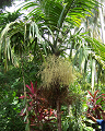 Cliquez ici pour voir l'image (run08123.jpg)