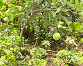 Cliquez ici pour voir l'image (run08136.jpg)
