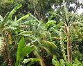 Cliquez ici pour voir l'image (run08137.jpg)