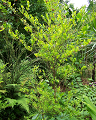 Cliquez ici pour voir l'image (run08138.jpg)