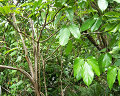 Cliquez ici pour voir l'image (run08139.jpg)